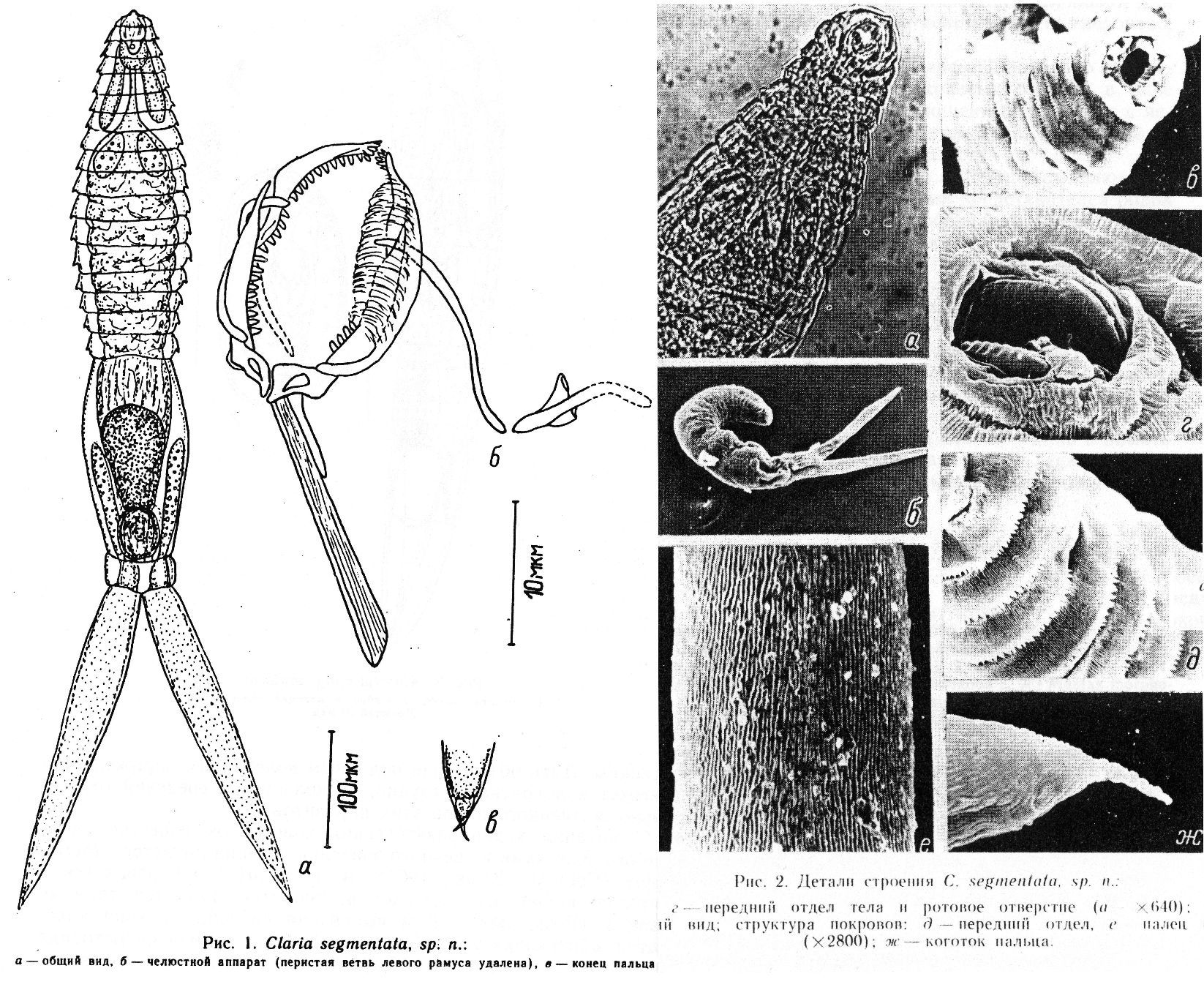 Представитель Семейства Clariaidae